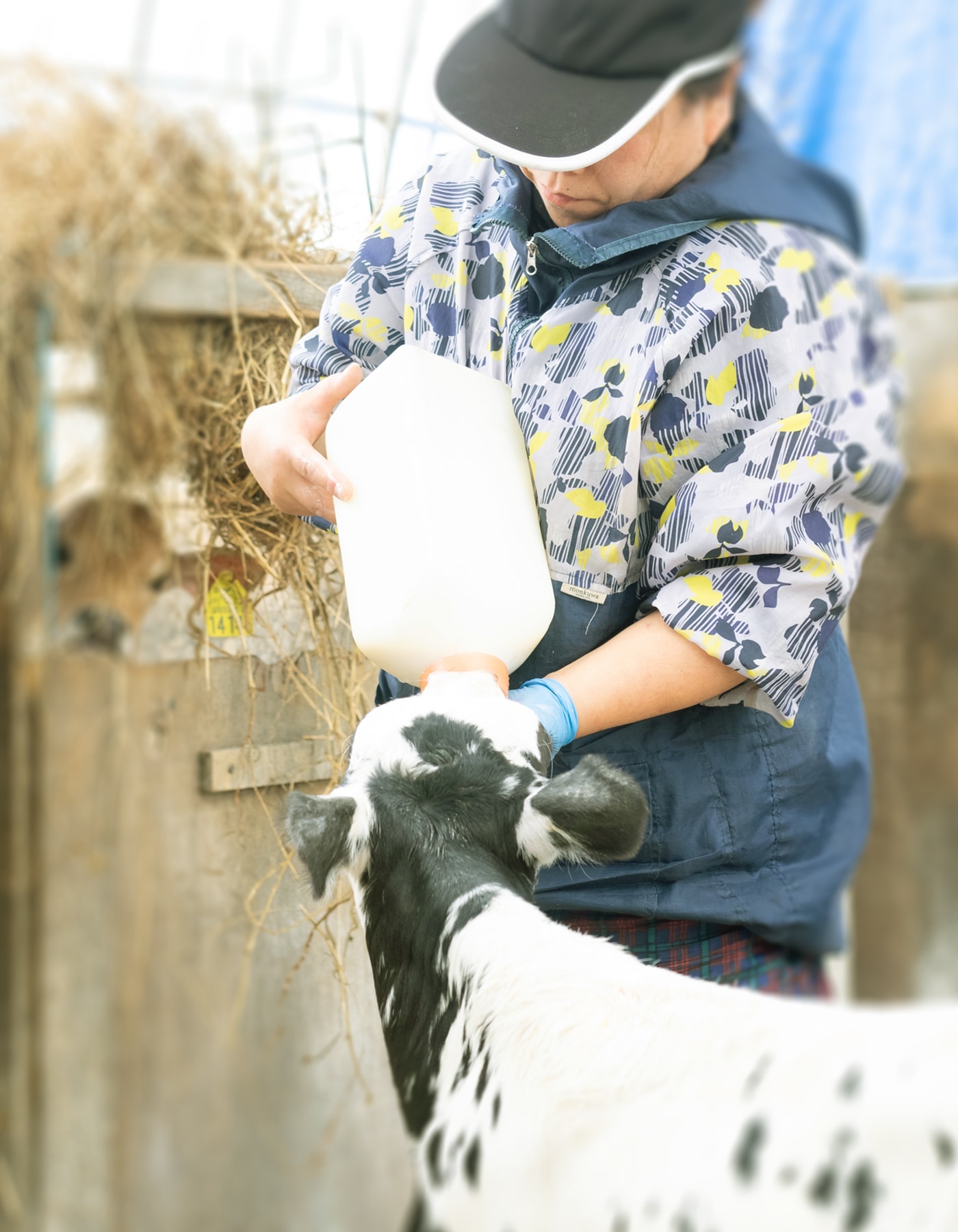 子牛への哺乳作業です。け特性や希望に合わせた担当を出来る範囲で割り振っています。